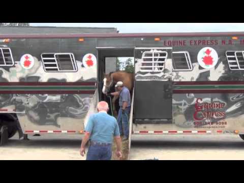How to Prevent Shipping Fever (Horses) pictures How to Prevent Shipping Fever (Horses) picture