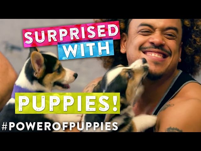 Surprising People With Puppies - Video