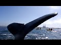 Whale nearly high fives kayaker in the face
