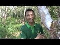 image Bioboost Pada Pohon Karet Tua