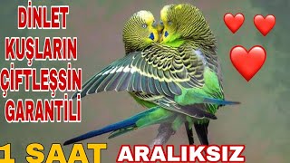 MUHABBET KUŞU ÇİFTLEŞME SESLERİ/MUHABBET KUŞU KIZIŞTIRMA SESİ/1 SAAT ARALIKSIZ D