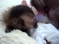 baby monkey nala chews puppy paw