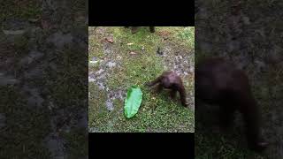 Orangutans Play With Leaf.