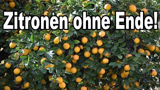 Wie Dein Zitronenbaum Mit Diesem Trick Sehr Viele Blüten & Zitronen Bekommt!