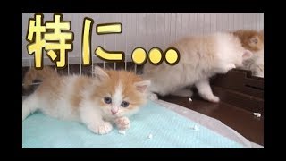 【猫好き】特に…(マンチカン)《funny cats》