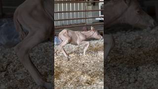 So Cute! Baby Horse Lies Down #Shorts #Cute #Babyanimals #Foal