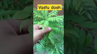 Vastu Dosh