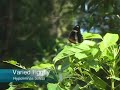 The Butterfly Kiss