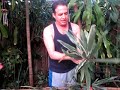 How to propagate a Dracaena from cuttings.