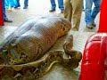 Shocking Python Swallows Ped Out Drunk Guy Alive In India