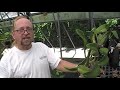 The Orchid Doctor - How to Mount an Orchid Part 3 Final - orchidmania south florida