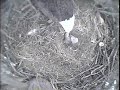 2010 Blackwater Eagle Cam - Feb. 28