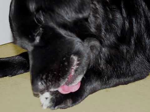 are dogs mouths cleaner than humans are dogs mouths cleaner than humans image search results are dogs mouths cleaner than humans are dogs mouths cleaner than humans image search results