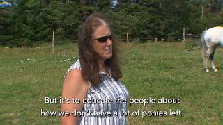 Gail Hansford talks about Newfoundland Ponies and The Newfoundland Pony Society.