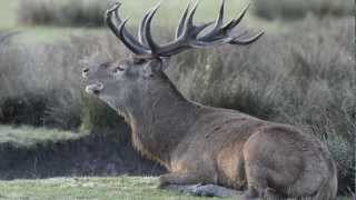 Brame Du Cerf