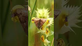 Burnet Companion Moth