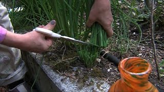 Garden Tip: Harvesting Chives Garden Tip: Harvesting Chives