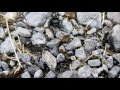 Ranker Video