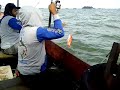 image Kakap Merah Pertama Mancing Dasaran Dengan Umpan Udang Segar