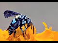 Sweet Blue Honey Video