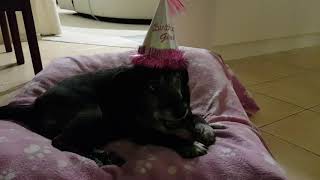 Staffy Kelly Enjoys A Birthday Treat