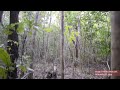 Primitive Technology Bow And Arrow Primitive Technology Bow And Arrow