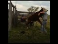 Man battles with Cow