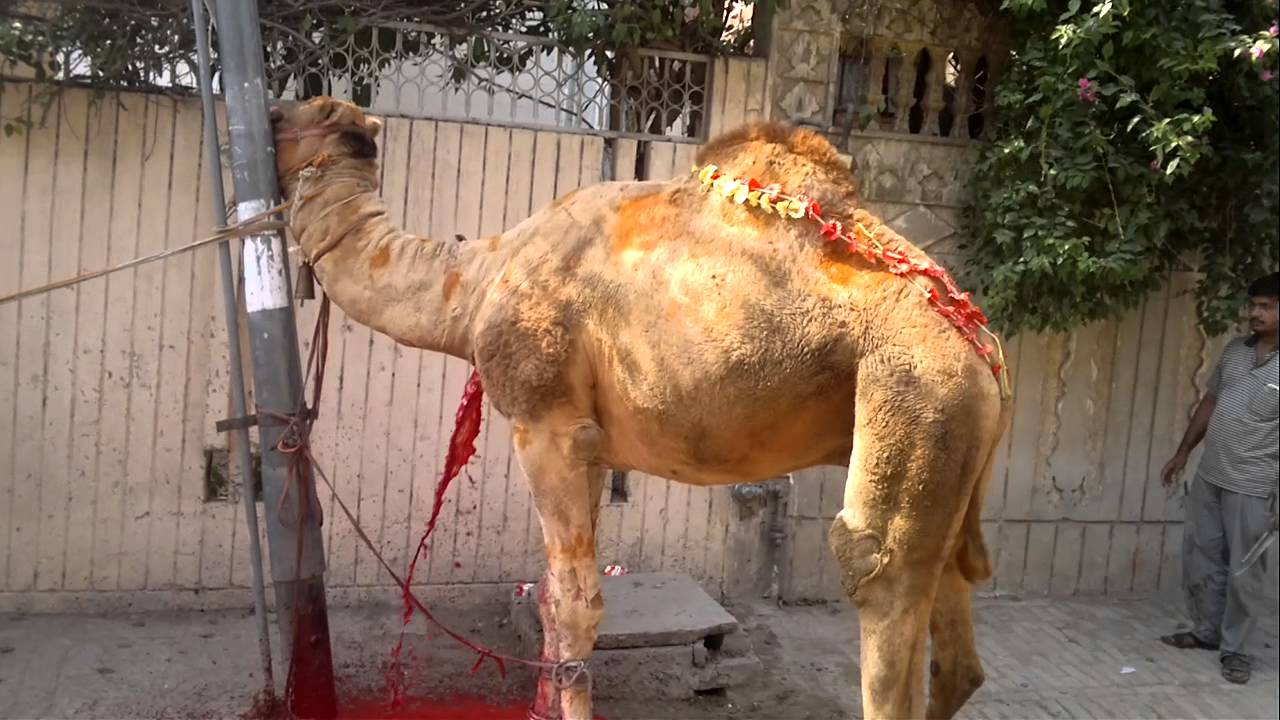 Camel qurbani at Gulshan-e-Ravi lahore - YouTube