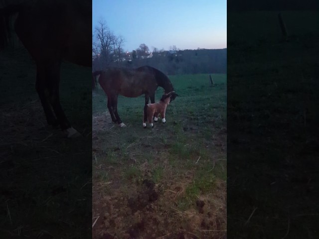 Horse Doesn’t Like Its New Play Buddy - Video