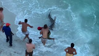 SHARK ATTACK! REAL Hammerhead Shark On the BEACH!