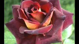 Tango Rose