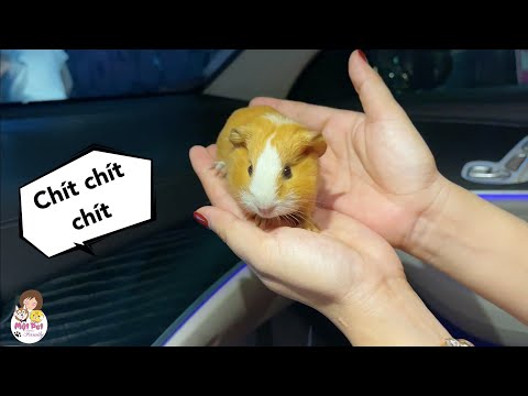 Đón chuột về - Mật Pet Thêm 2 Thành Viên Mới Ha Ha Ha
