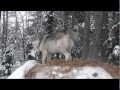 International Wolf Center - Calm Week for wolves, not Technology