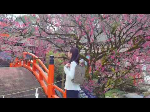 京都 下鴨神社(4K)カエデ・エリシア京都 Adria Misto Cerberus 2way ruck [caede KYOTO Shimogamo-shrine 4K movie]