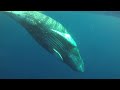 Most Epic Maui Whale Watch EVER - part 2