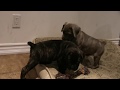 CANE CORSO PUPPIES