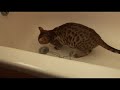 Bengal Cat loves a bath in water