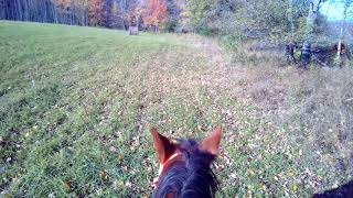 Kodak Blind 7-Acre Field Search - 10/20/2019
