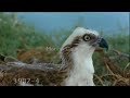 Osprey Music Video