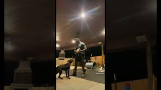 Pitbull Obedience Juice Mane