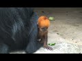 Bright Orange Monkey Born at Taronga Zoo