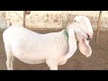 Sania Cattle Farm 2011 images Sania Cattle Farm 2011