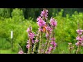 Monarch Butterfly - Filmed with a Sony a77 and 100mm f2.8 Macro