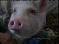 Palm Beach Woman Battles To Keep Pig