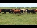 Stout crossbred heifers n El Campo Tx