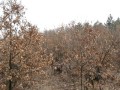 GJUETIJA-TARZANI SI E LEFEN DERRIN