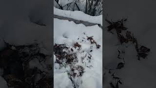 Winter Composting
