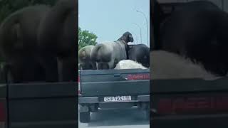 Sheep Twerking