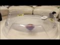 Beyblade Dranzer S VS. Dragoon F PRACTICE BATTLES!