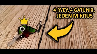 4Ryby, 4 Gatunki , 1 Mikrus